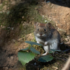 Wild wood mouse sitting on the forest floor. Wild Wood mouse resting on the root of a tree on the forest floor with lush green vegetation. House Mouse (Mus domesticus). gray mouse in nature.