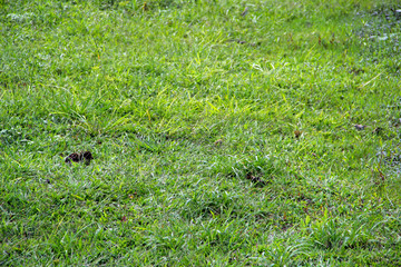 Grass