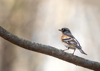 The brambling (Fringilla montifringilla) is a small passerine bird in the finch family Fringillidae.