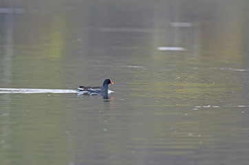  The common moorhen (Gallinula chloropus) on the water. A common moorhen (Gallinula chloropus) swimming across a pond.