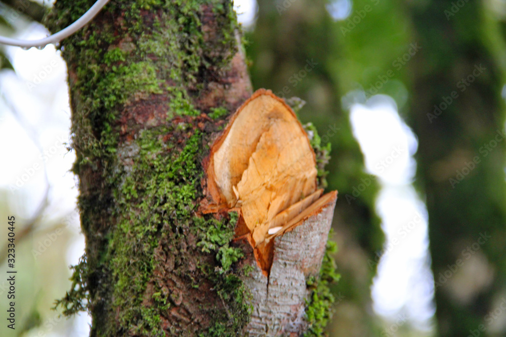 Poster tree trunk