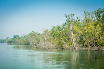 SSundarban scenery, India