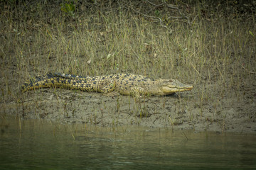 Crocodile at Sundarban