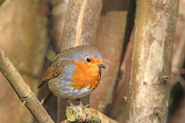 robin perched on a branch	