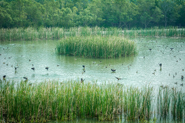 Fresh water pond, Dobanki, Sundarban, India