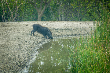 Wild boar, Sundarban, India