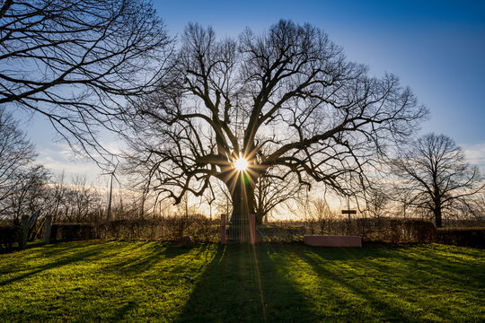 Alter Baum - Wartbaum bei Nidderau - Linde