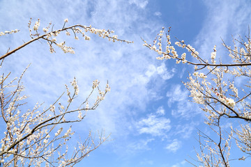 小田原　曽我　青空と梅の花