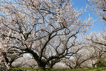 小田原　曽我　別所梅林