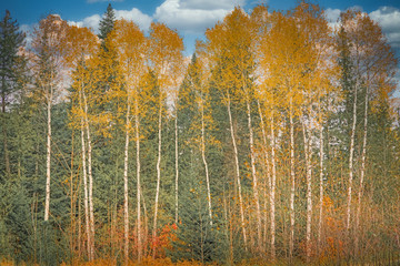 Naklejka premium Aspen Grove - Priest River, Idaho