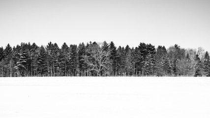 Winter farm tree line and snow