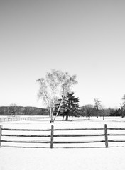 single tree in winter field