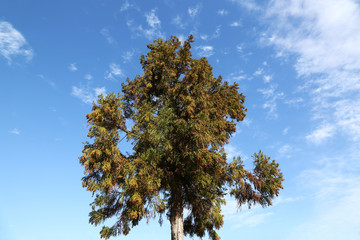 Obraz premium 杉の木