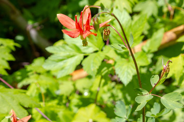 Crimson Columbine