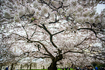 Kirschbaum mit weißen Blüten im Park in London