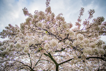 Kirschbaum mit weißen Blüten im Park in London