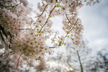 Kirschbaum mit weißen Blüten im Park in London