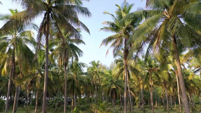 Moving shot through coconut palm trees forest 