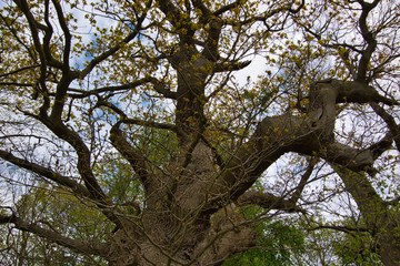 big oak tree in spring with some leaves