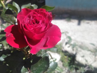 LABERINTO ROSA