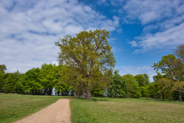 Fototapeta na wymiar oak tree in a open field