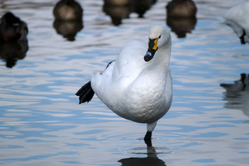 片足で立って休むコハクチョウ