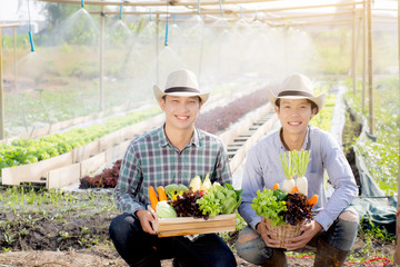 Beautiful portrait young two man harvest and picking up fresh organic vegetable garden in basket in the hydroponic farm, agriculture for healthy food and business entrepreneur concept.