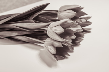 Tulips flowers on the table in black and white colours. Monochrome concept.
