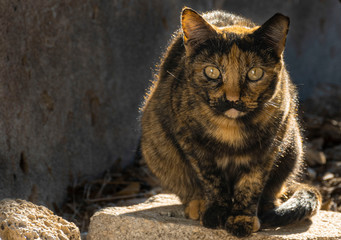 Gato observador