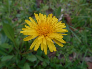 DIENTE DE LEÓN (TARAXACUM OFFICINALE)