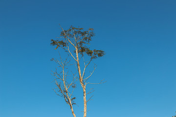 A imensidão azul, árvores e beleza