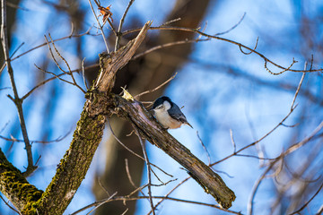 White Breasted Nuthatch