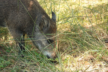 Young wild boar (Sus scrofa)  in it natural habitat on Dzharylgach Island, Ukraine.