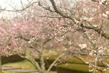 The plum blossoms are in full bloom now