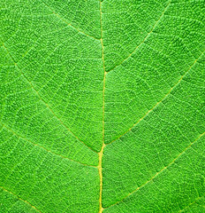 Close up texture of a bright fresh green leaf.