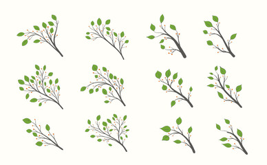 A set of branches with green leaves of different shapes and orange berries isolated on a light background