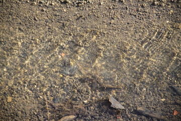 River water flow in the forest