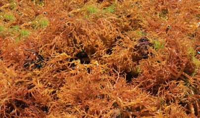 Selective focus of green seaweed on a seaweed farm in Bali