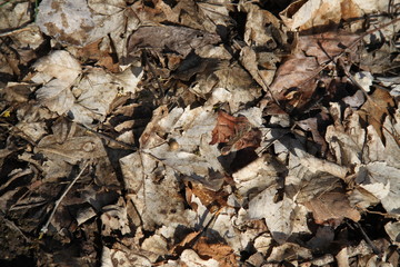 Small egg around brown dead leaves during winter