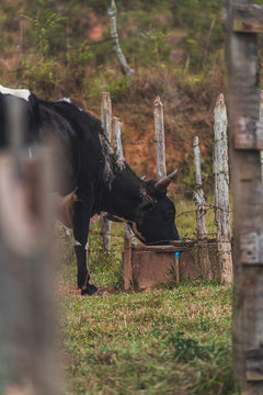 A vaca bebendo &aacute;gua na fazenda