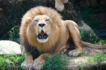 Obraz premium Lion
