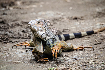 Iguana