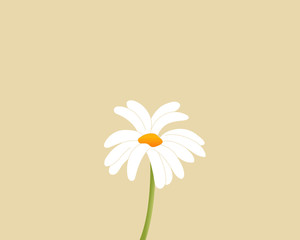 Simple drawing of a common daisy, vector illustration