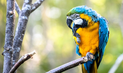blue and yellow macaw © nur