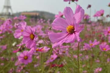 Fototapeta premium Bright flowers in the outdoor garden