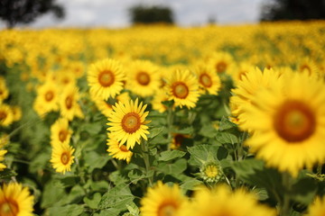 Obraz premium ひまわり