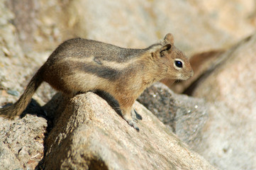 Ground squirrels are often mistaken as a chipmunk Rocky Mountain National Park, Colorado