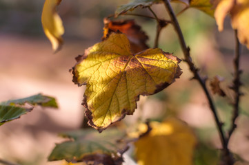 autumn leaves on a tree