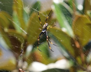 spider on a web