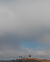 A montanha e as árvores